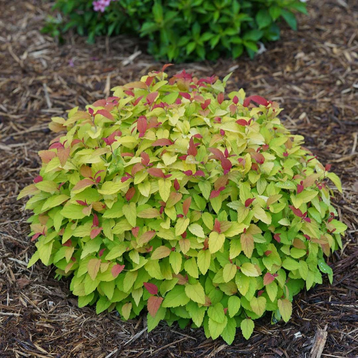 Double Play® Candy Corn® Spirea PP28313 Etsy