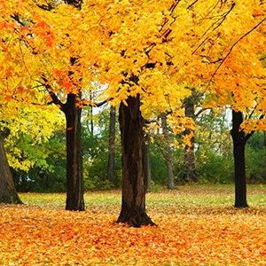 thumbnail image 2 of Celebration Maple Tree Seedling/Plug - Quart Pot, Fall Color, Deciduous Shade Tree 2 of 12