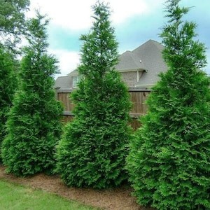 May include: A row of five green evergreen trees planted in a line along a wooden fence. The trees are all about the same height and have a similar shape.