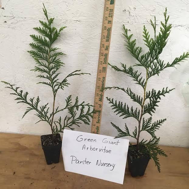 25 Thuja Green Giant Arborvitae Plants 2 1/2