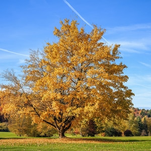 May include: A large tree with bright yellow leaves stands in a grassy field. The tree is in the center of the image, with a blue sky and other trees in the background.