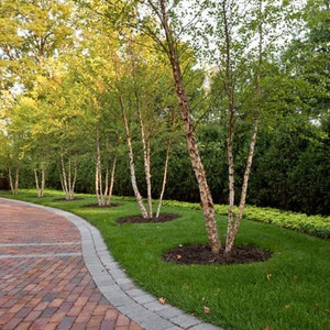 River Birch MULTI stem tree (betulanigra)