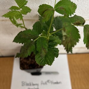 BLACKBERRY Prime Ark® Freedom Blackberry 4" pot image 3