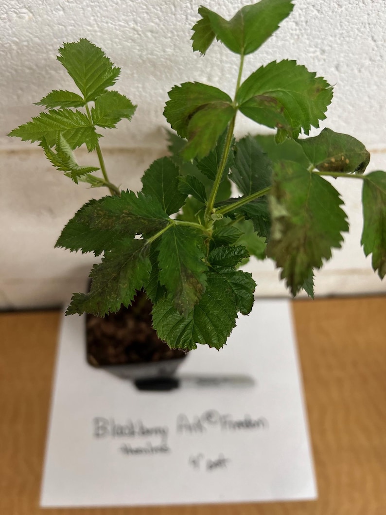 BLACKBERRY Prime Ark® Freedom Blackberry 4" pot image 3