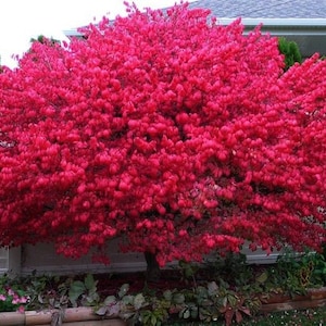 Dwarf Burning Bush 12-18&quot; gallon pot
