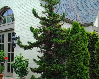 Cryptomeria Japoncia Black Dragon Japanese Cedar