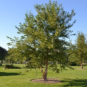 River Birch single stem tree betulanigra image 3