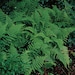 20 Hay Scented Fern Clumps (Dennstaedtia Punctilobula) – Rhizomes For Temperate Gardens – Zone 3