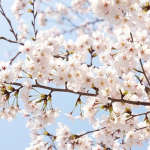 May include: A close-up of a cherry blossom tree branch with delicate white flowers in full bloom against a bright blue sky.