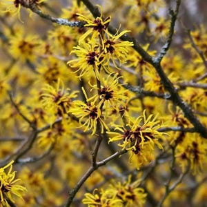 American Witch-Hazel 4" pot Hamamelis virginiana