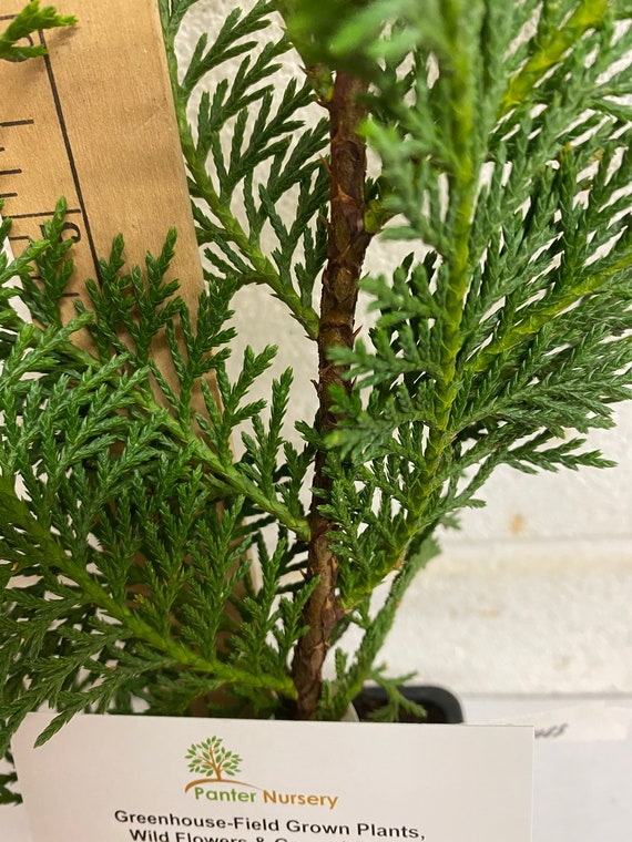 Plantation Grown Timbers ミラー 60-Virnig-V70-Tree-Disc-