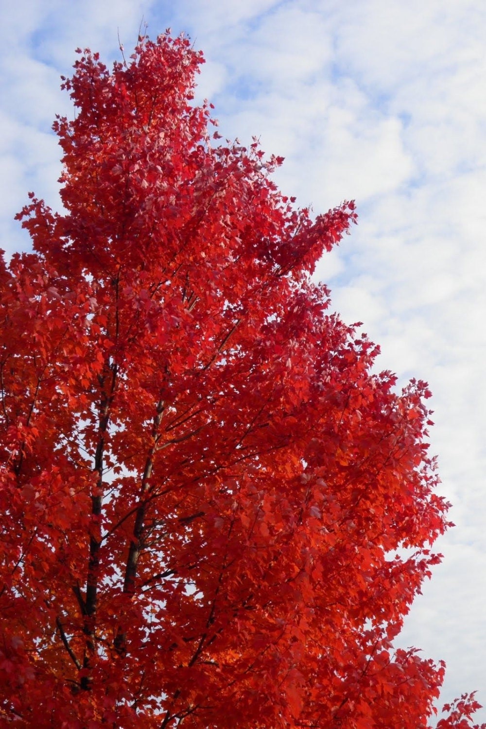Celebration Maple qt. pot- Plants & Seedlings
