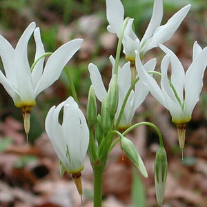 Shooting Star 5 bulb/roots perennial