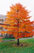 Black Gum tree quart pot (Nyssasylvatica)
