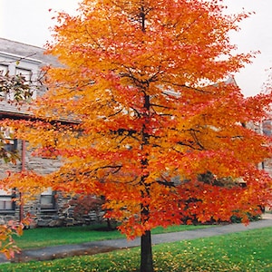 Black Gum tree quart pot (Nyssasylvatica)