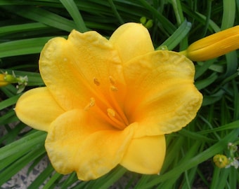 May include: A single yellow daylily flower with a prominent center and multiple petals. The flower is in focus and the background is blurred green foliage.