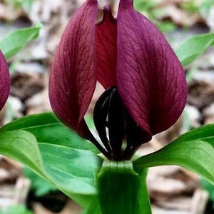 5 Purple Prairie Trillium bulbs