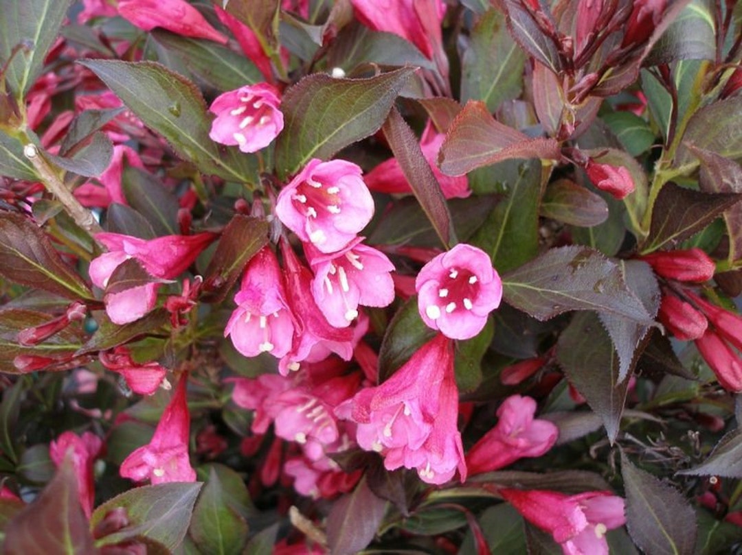 WINE & ROSES® Reblooming Weigela PP#10772 - Etsy