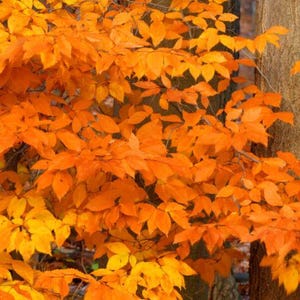 American Beech (fagusgrandifolia) quart pot
