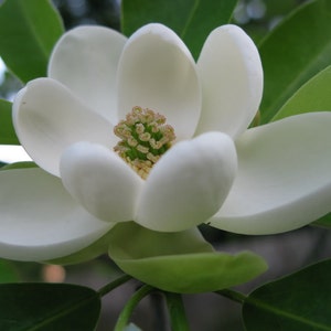 SWEETBAY MAGNOLIA qt. pot  Laurel Magnolia, Swamp Magnolia - (Magnolia virginiana)