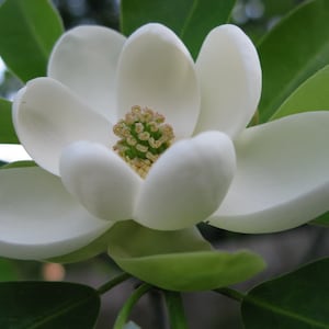 Sweetbay Magnolia Tree, Fragrant White Blooms (Quart Pot)