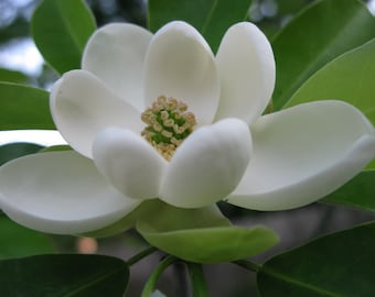 Sweetbay Magnolia Tree, Fragrant White Blooms (Quart Pot)