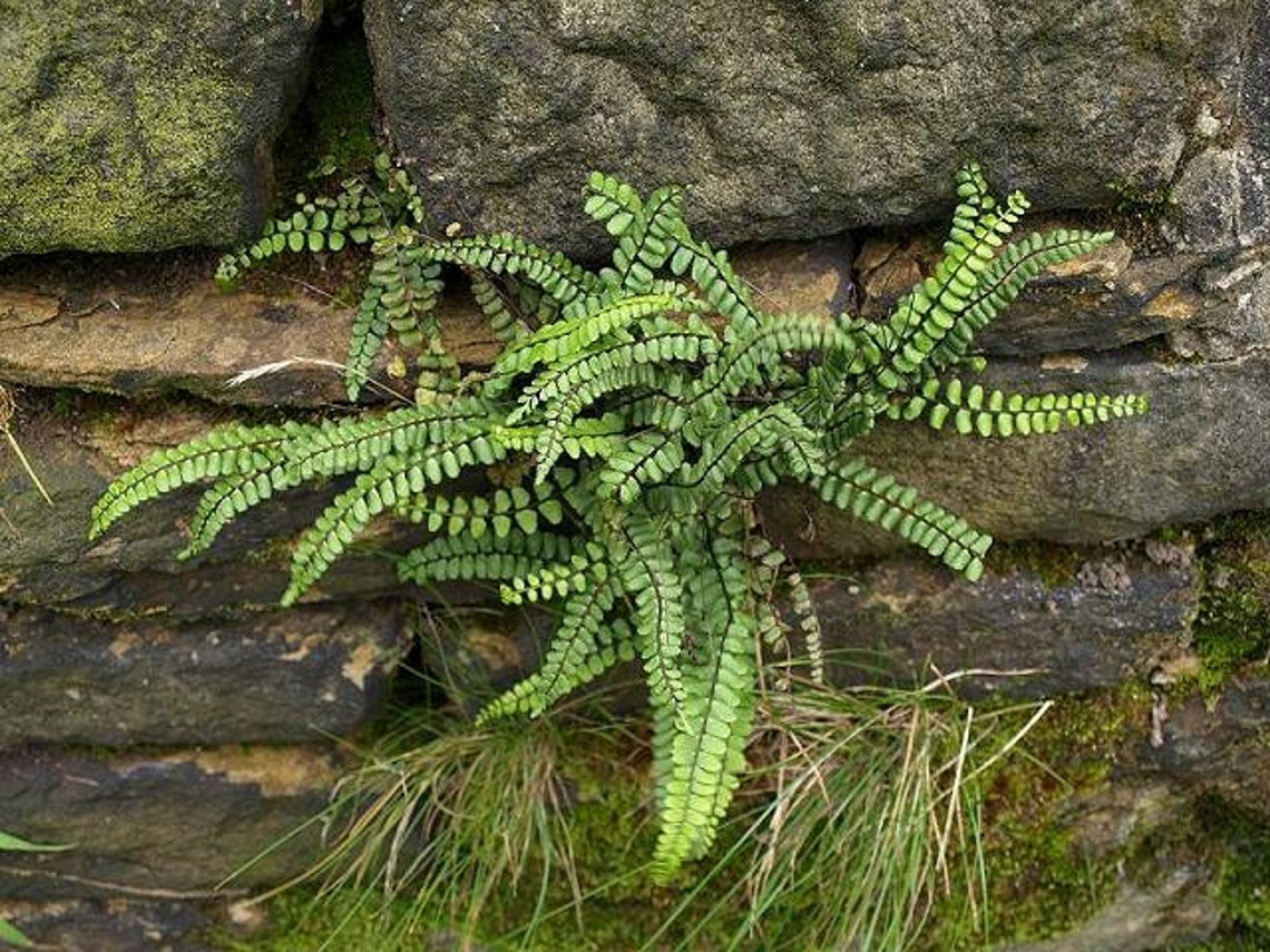 5 MAIDENHAIR SPLEENWORT Fern Rhizome/root Etsy