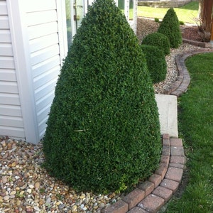 May include: A curved brick border surrounds a row of green, cone-shaped bushes. The bushes are planted in a bed of small, colorful stones.