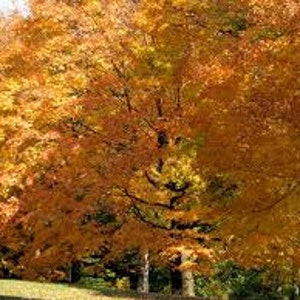May include: A large tree with vibrant orange and yellow leaves in the fall. The leaves are densely packed on the branches, creating a full and lush canopy.