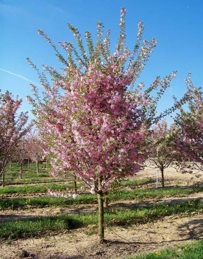 Double Pink Flowering Cherry Tree Ornamental - Etsy