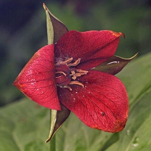 5 Erectum Sulcatum trillium, Barksdale's Trilliam, Furrowed Wake-robin, Southern Red Trillium