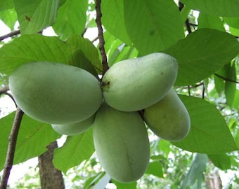 Paw Paw Indian Banana 1 gallon trade pot