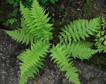 LADY FERNS 5 rhizomes bare root