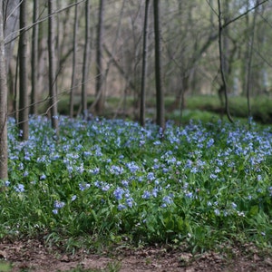 May include: A forest floor covered in a carpet of blue wildflowers. The flowers are in bloom and the trees are bare.