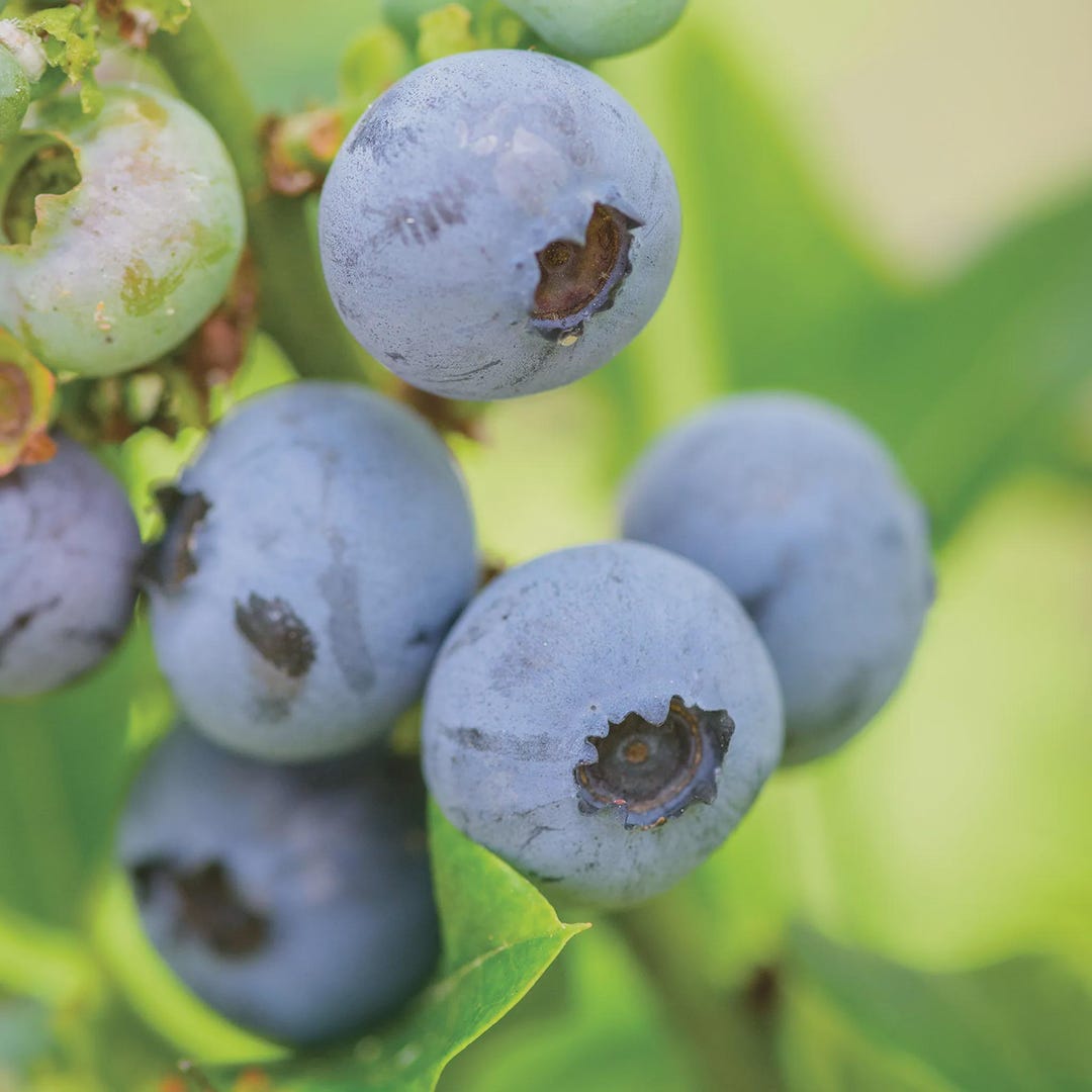 Top Hat Blueberry 4