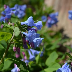 May include: A close-up of a cluster of blue and purple flowers with green leaves. The flowers are in bloom and have a delicate, trumpet-like shape.