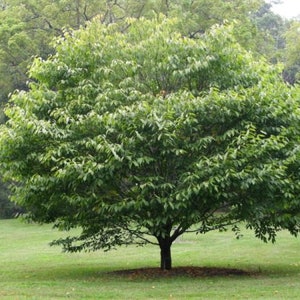 May include: A green deciduous tree with a rounded canopy and a single trunk. The tree is growing in a grassy field.