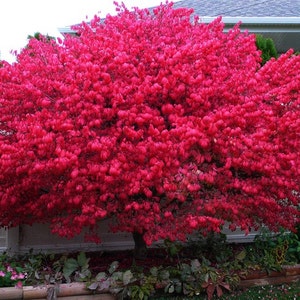 Dwarf Burning Bush plant 4" pot Hardy Shrub (Euonymus Alatus)