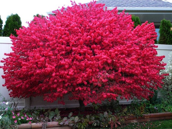 Dwarf Burning Bush 4 Pot Shrub euonymus - Etsy