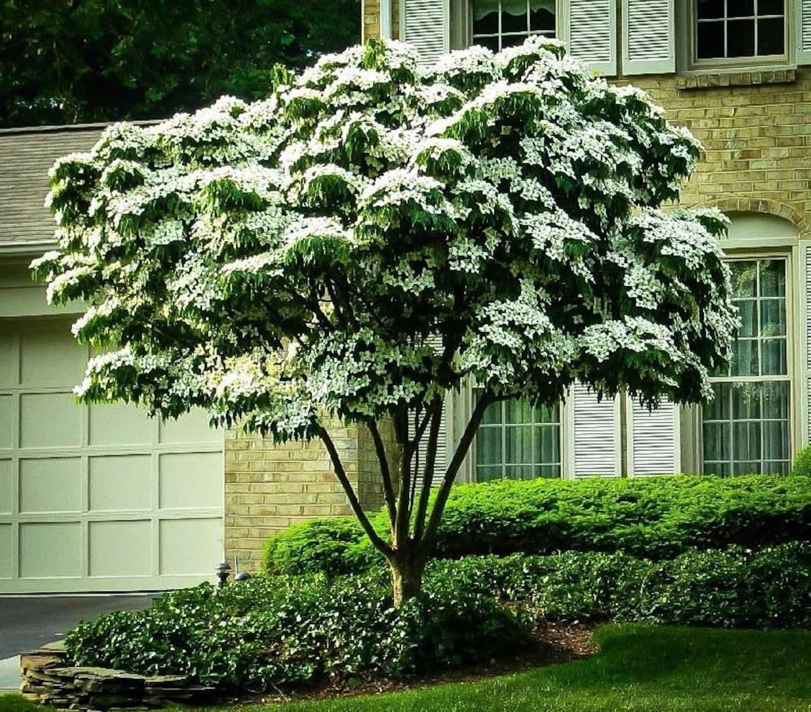 Дерево в виде куста. Дерен Коуза / Cornus Kousa. Дерен Коуза (Cornus Kousa chinensis p9). Дерен (Cornus Kousa chinensis). Дерен Коуза Милки Вэй.