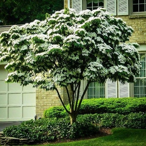 Kousa Japanese Dogwood qt. pot (Cornus kousa)