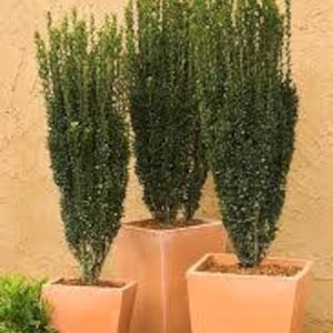 May include: Three potted evergreen shrubs in terracotta pots. The shrubs are tall and slender with dark green foliage. The pots are a light orange color and have a square shape.