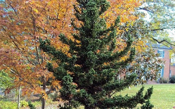 Cryptomeria Japoncia Black Dragon Japanese Cedar - Etsy