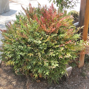 Blush Pink Nandina, - Etsy