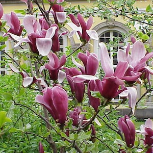 May include: A close-up of a magnolia tree in bloom with pink and purple flowers. The flowers are in various stages of bloom, some fully open and others still in bud. The tree is in front of a building with windows.