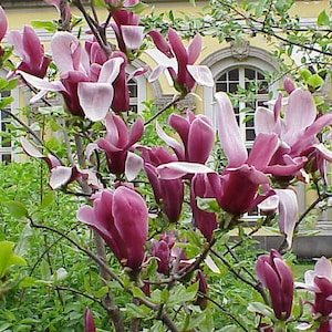 Jane Magnolia 2.5" pot