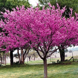 Eastern Redbud quart pot (Cercis canadensis)