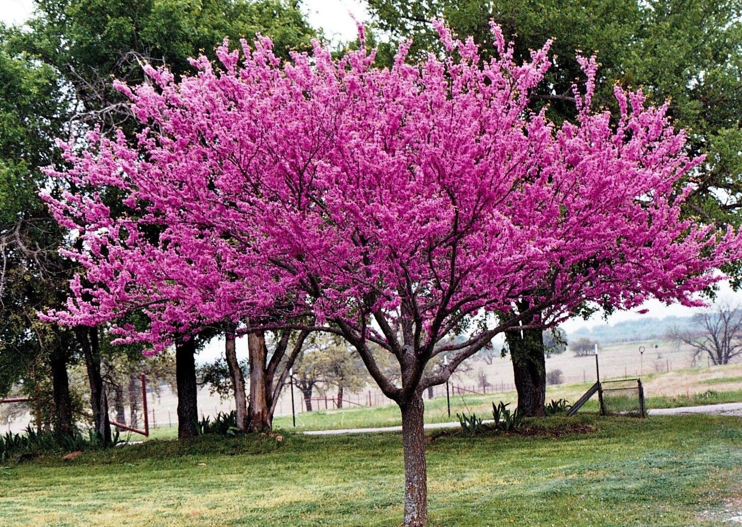 planta palma Planta Artificial Palma 24 hojas 90cm YW070 – Renovemos Espacios main image 1