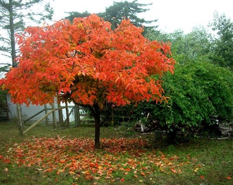 American Persimmon tree 4"pot Diospyros virginiana 'American
