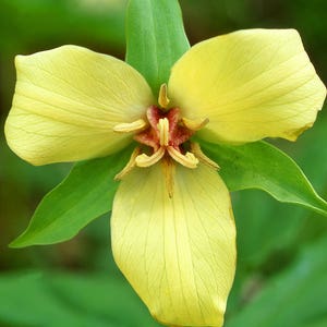 5 Yellow Trillium bulbs Native Wildflower